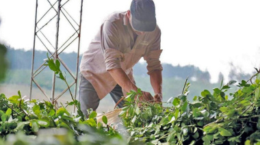 Sin prórroga de Milei, UATRE alertó que peligran 120.000 empleos rurales